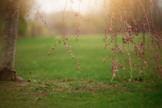 Weeping Japanese Cherry Blossom Digital Backdrop, Spring Light Leak Digital Background, Hanging Branch Digital Backdrop for Photoshop