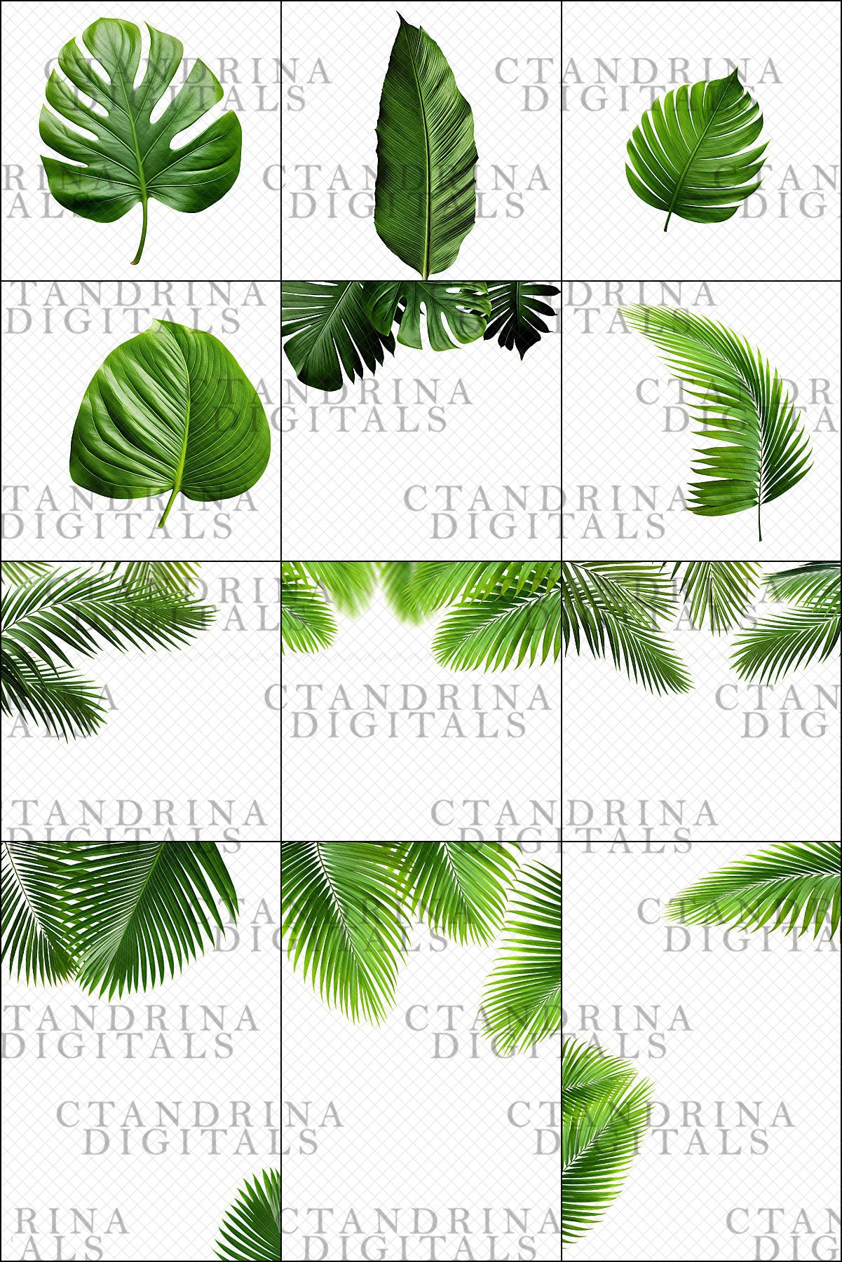 green foliage overlays, tropical leaf overlays, leaf shadow overlays, green leaf overlays, leaf photo overlays, photoshop overlays, best photo overlays, palm leaf overlays, best photoshop overlays, transparent overlays, png leaf overlays