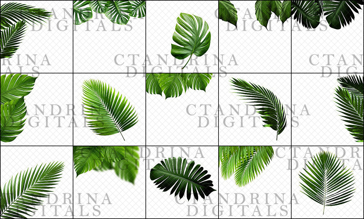 green foliage overlays, tropical leaf overlays, leaf shadow overlays, green leaf overlays, leaf photo overlays, photoshop overlays, best photo overlays, palm leaf overlays, best photoshop overlays, transparent overlays, png leaf overlays